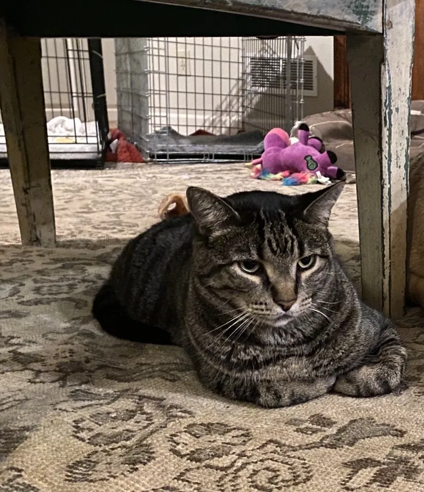 Lost cat in Decatur, GA, 30033