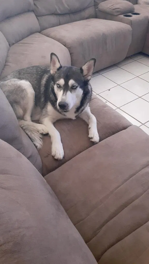 Lost dog in El Paso, TX, 79912