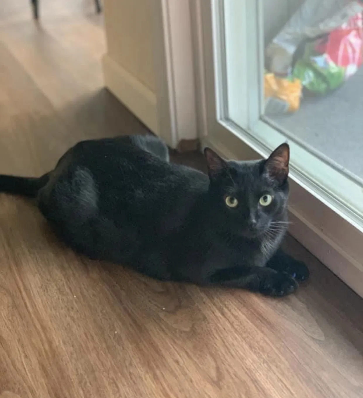 Lost cat in Seattle, WA, 98188