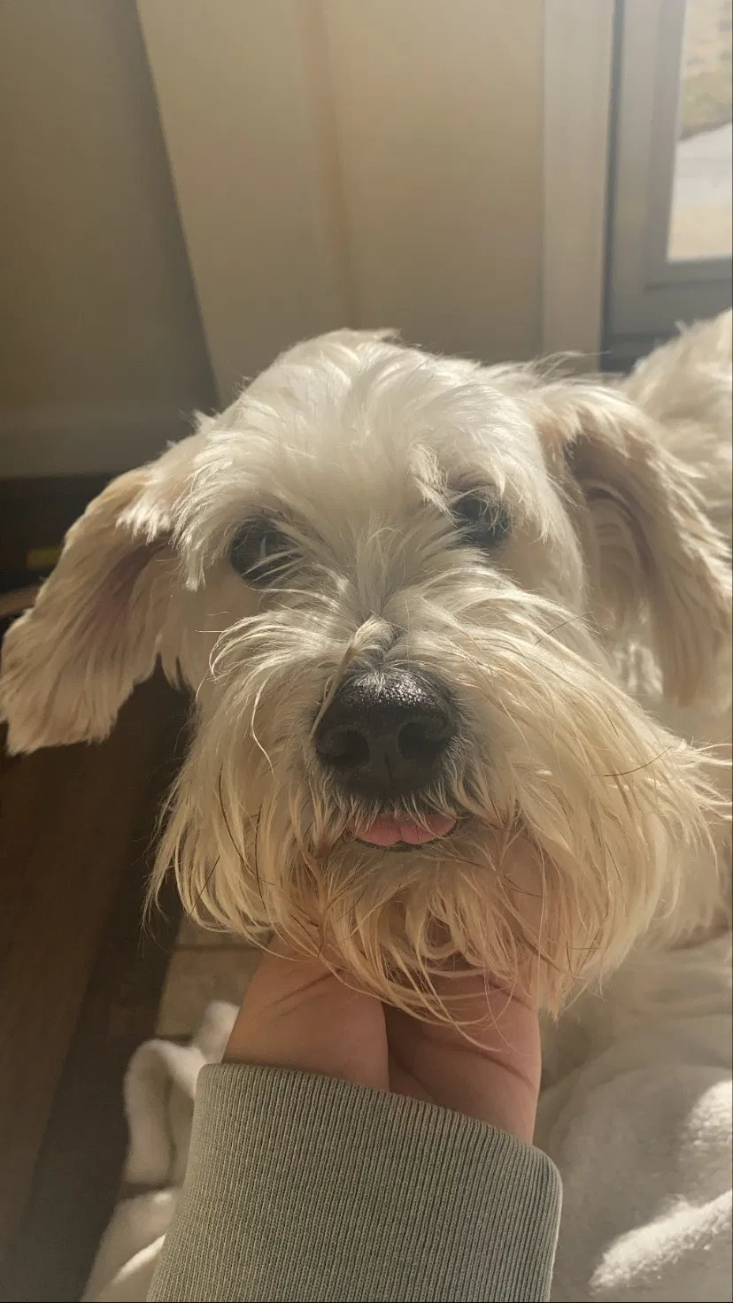Lost dog in Annandale, VA, 22003