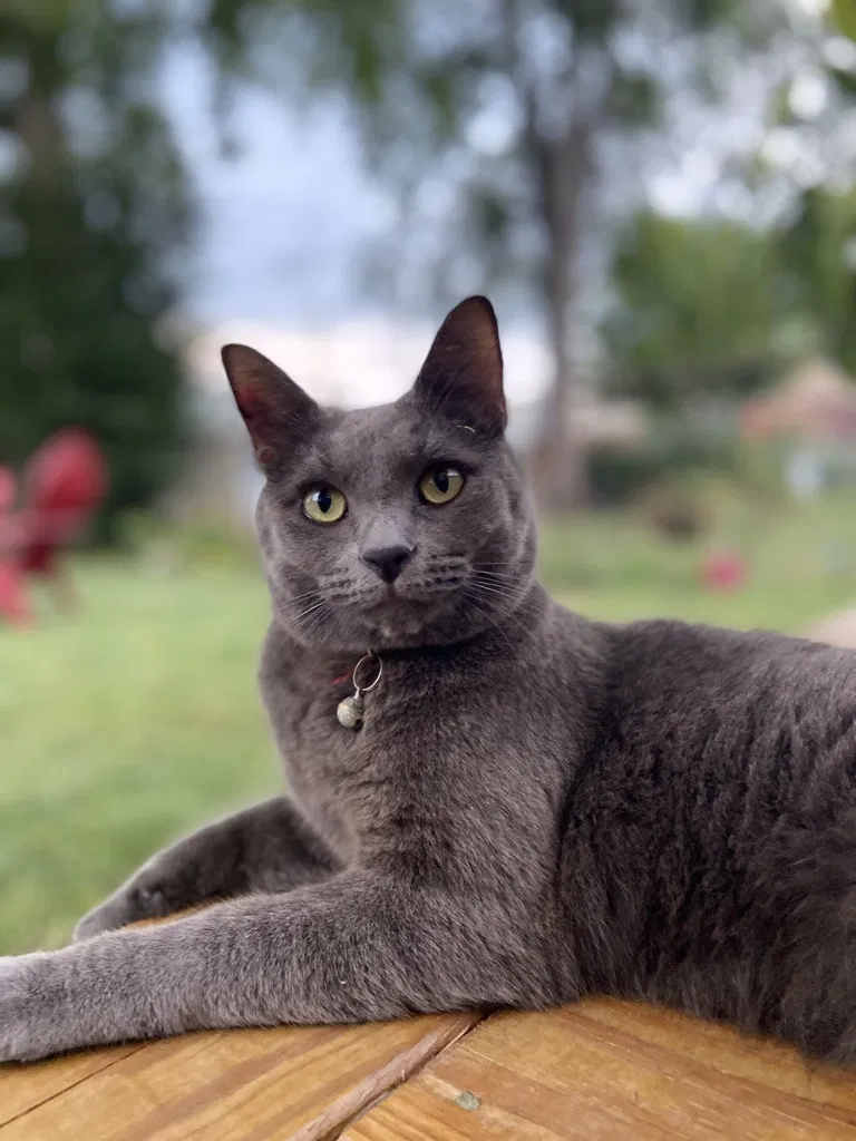 Lost cat in Louisville, KY, 40205