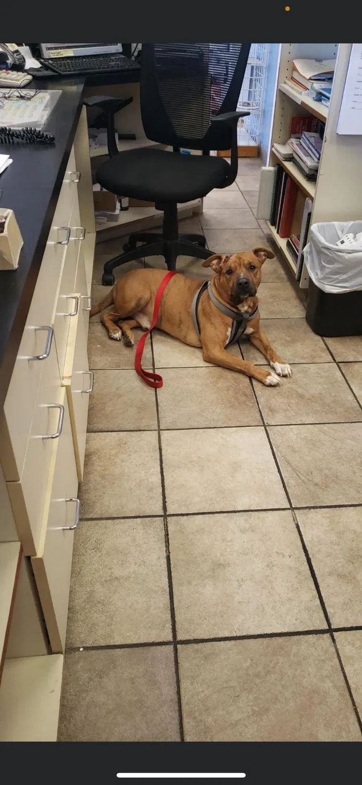 Lost dog in Baltimore, MD, 21213