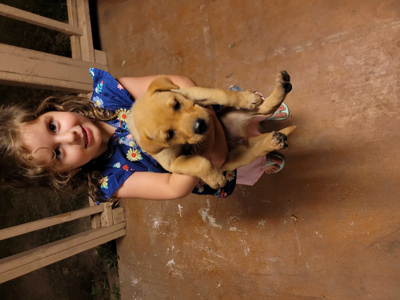 Lost dog in Round Rock, TX, 78664