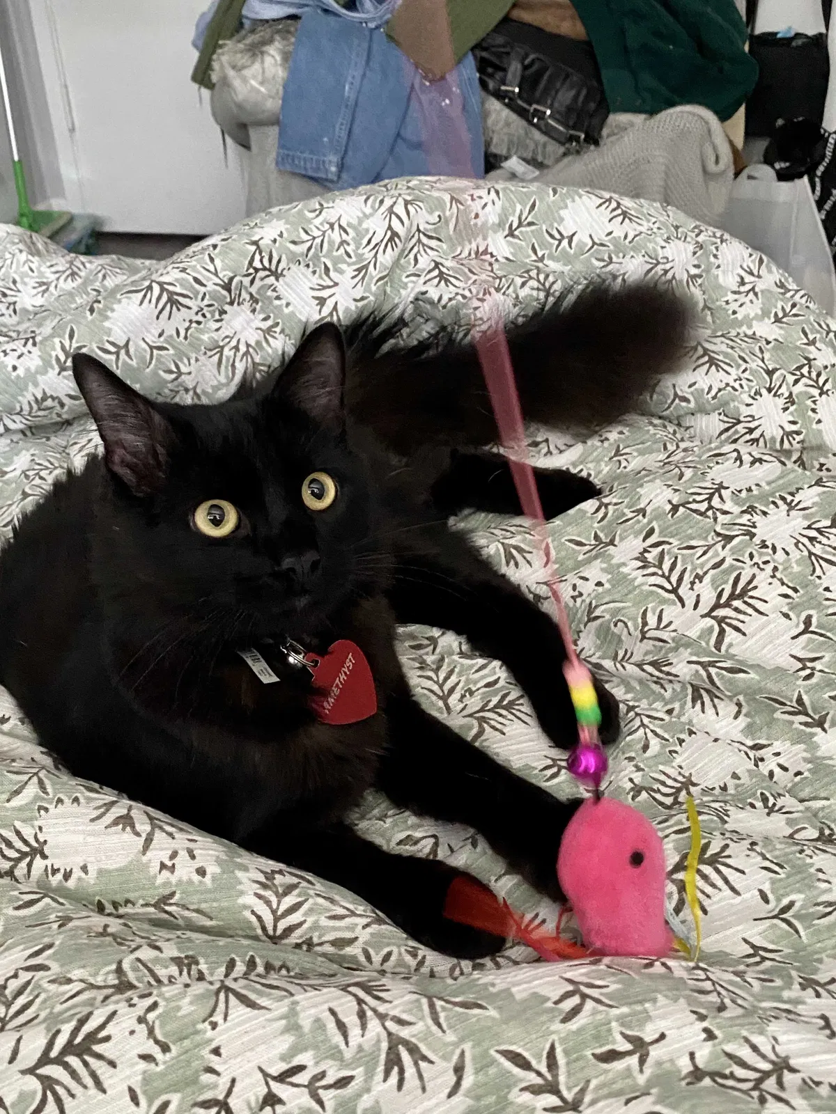 Lost cat in Lomita, CA, 90717