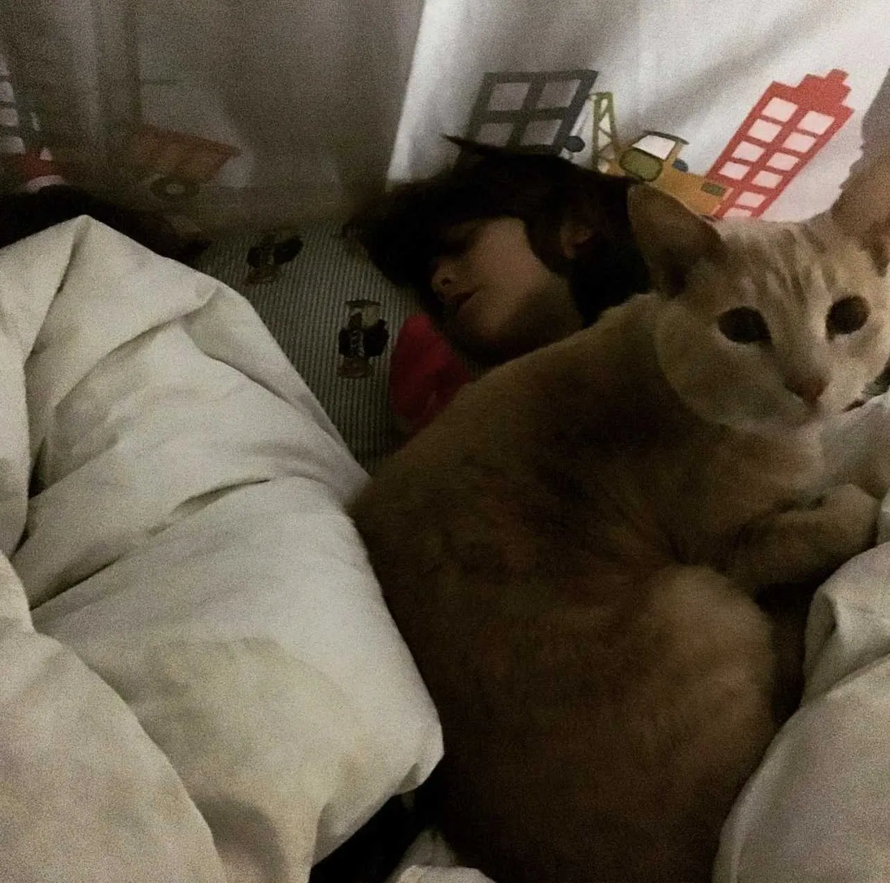Lost cat in Los Angeles, CA, 90065