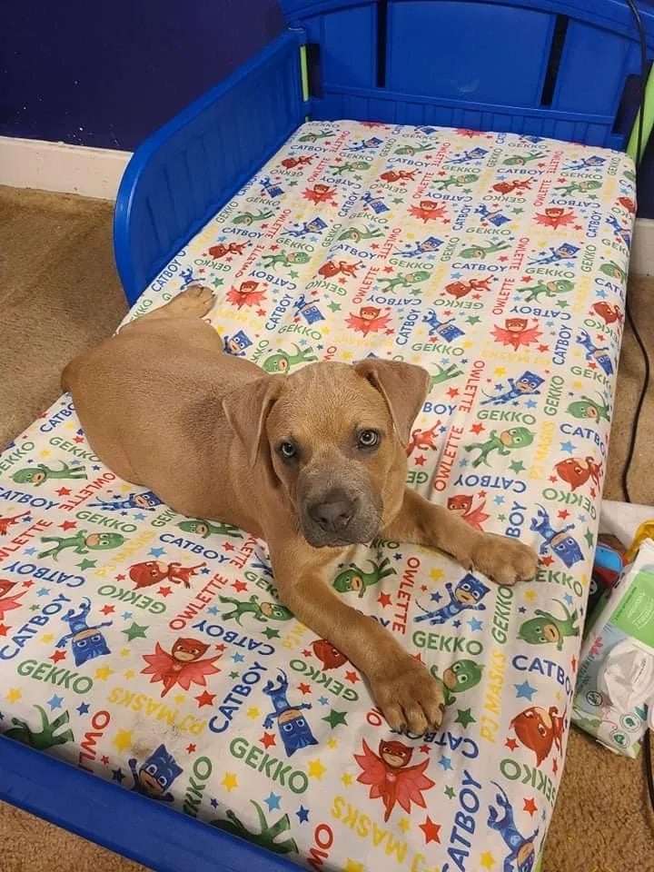 Lost dog in La Marque, TX, 77568
