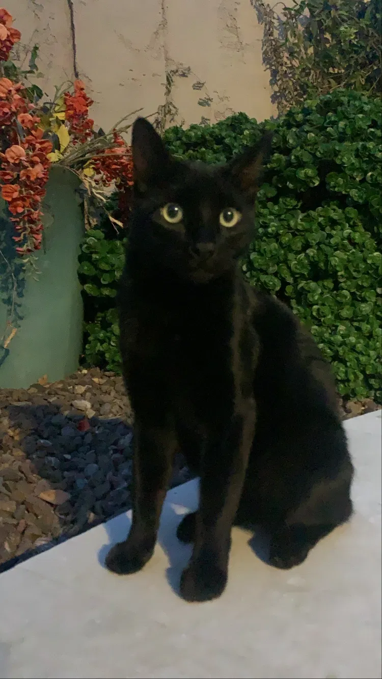 Lost cat in Scottsdale, AZ, 85254