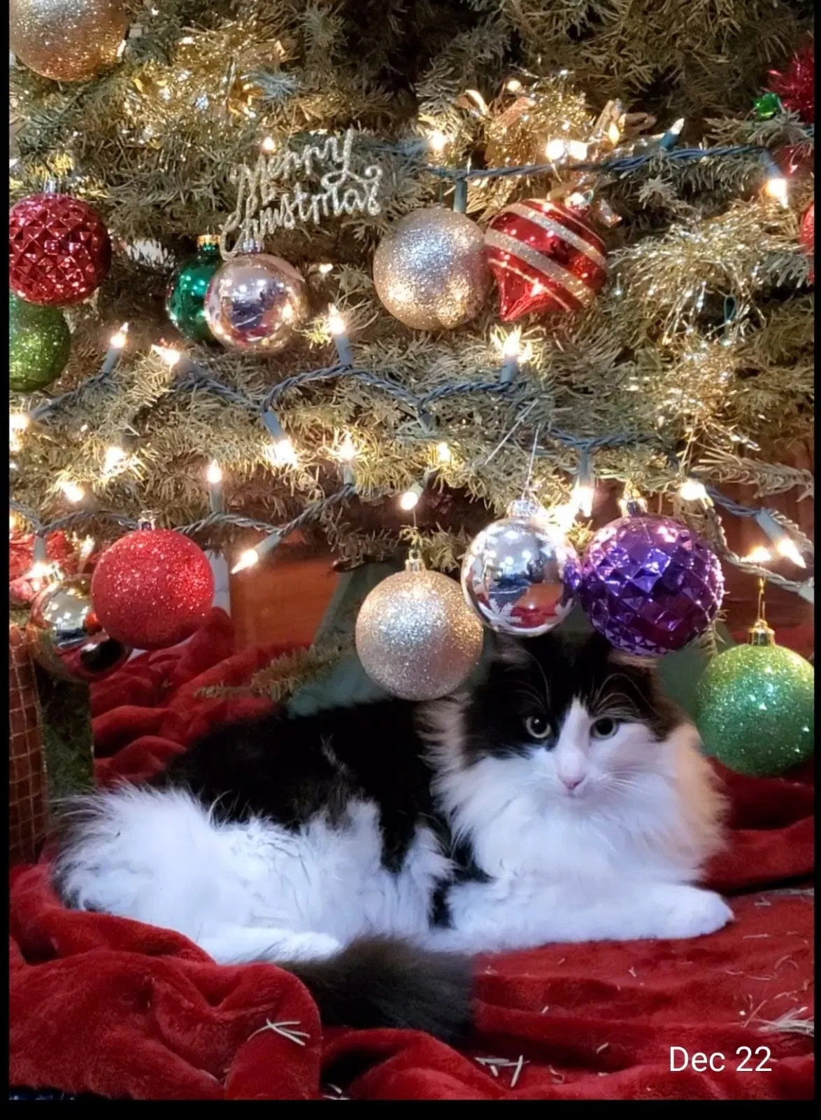 Lost cat in Seattle, WA, 98155