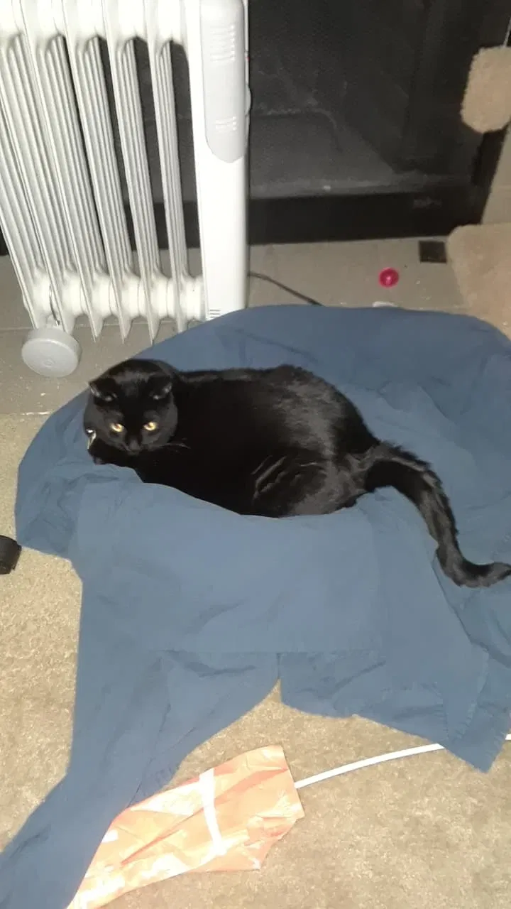 Lost cat in Vancouver, WA, 98664