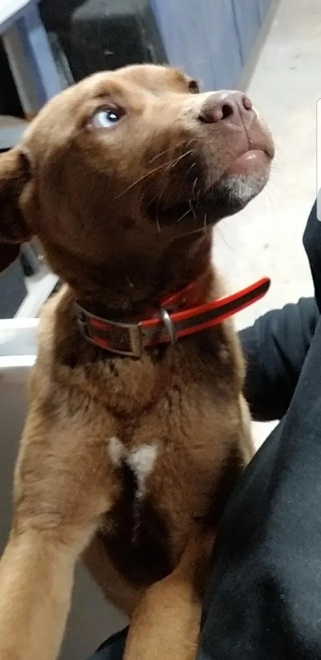 Lost dog in Calhoun City, MS, 38916
