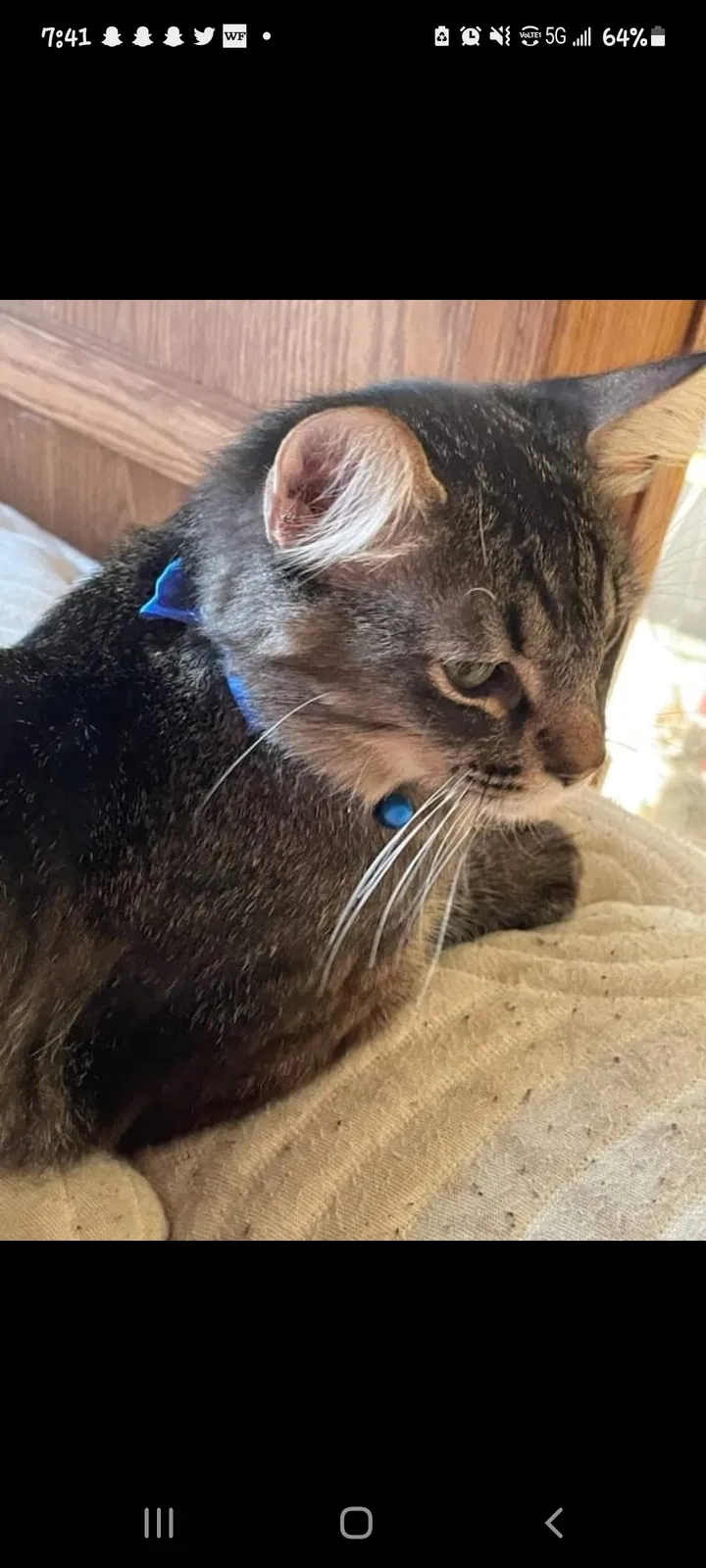 Lost cat in Sacramento, CA, 95827