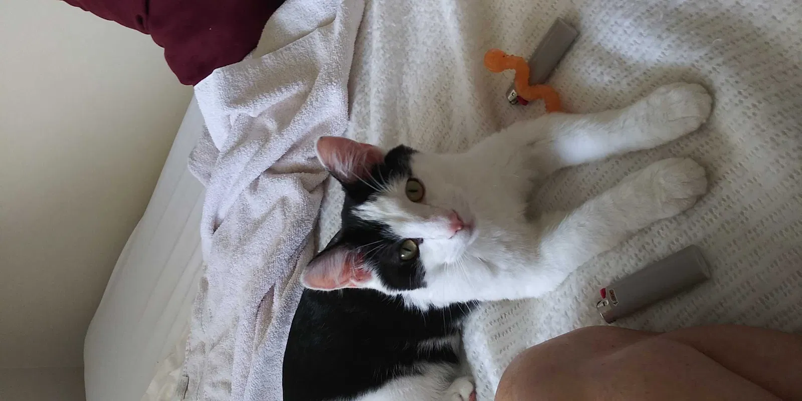 Lost cat in Thompsonville, MI, 49683