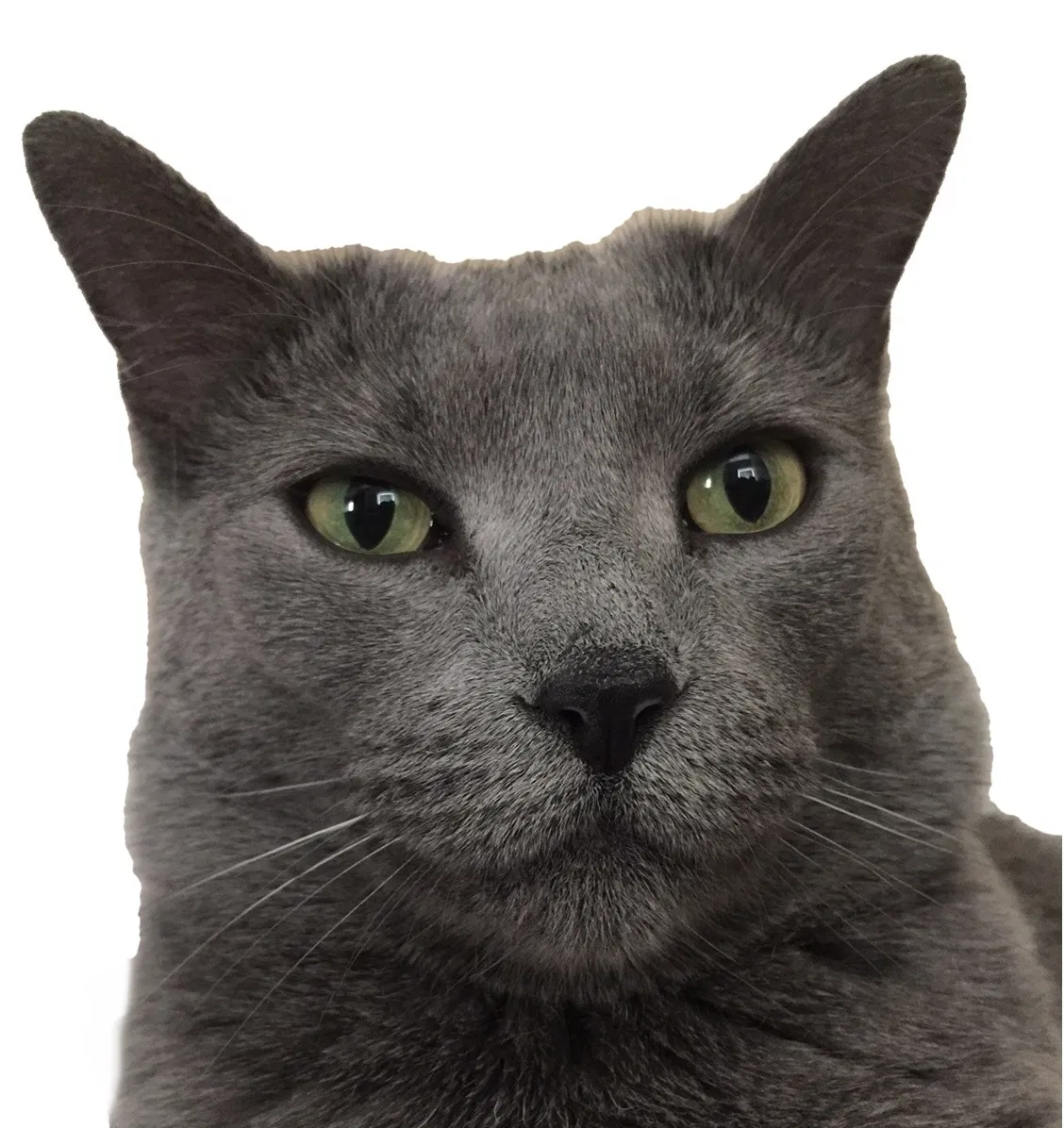 Lost cat in Cincinnati, OH, 45244