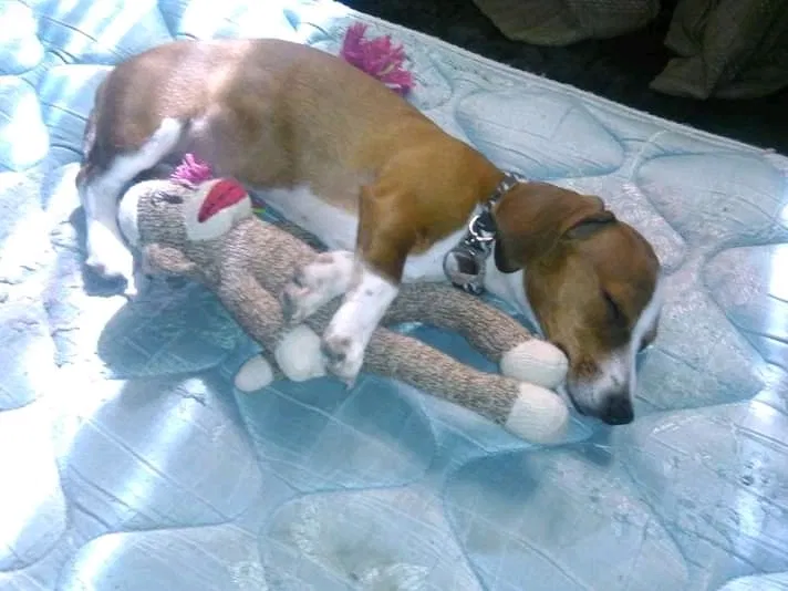 Lost dog in Bakersfield, CA, 93307