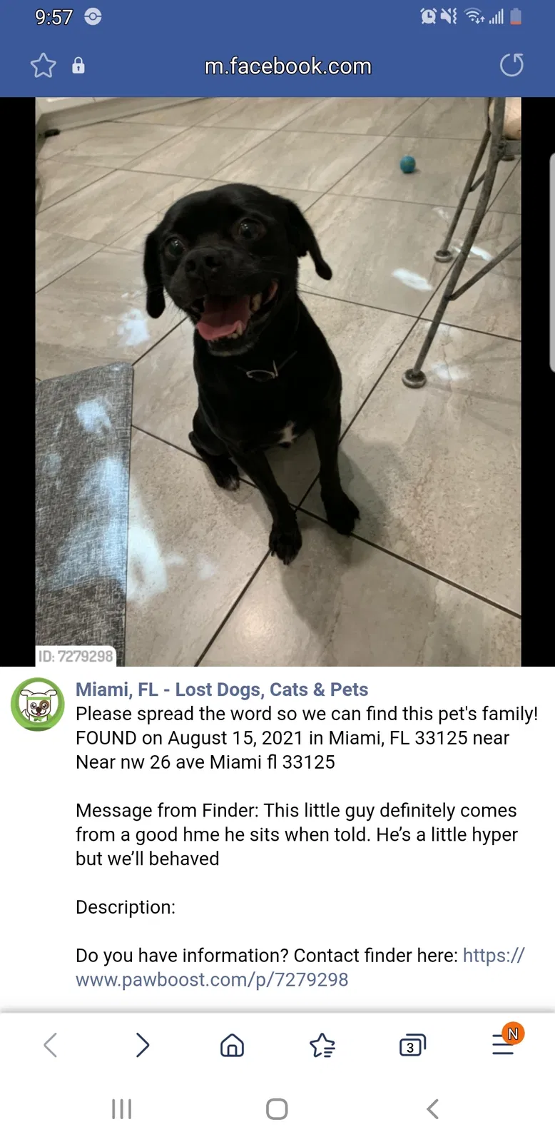 Lost dog in Miami, FL, 33125