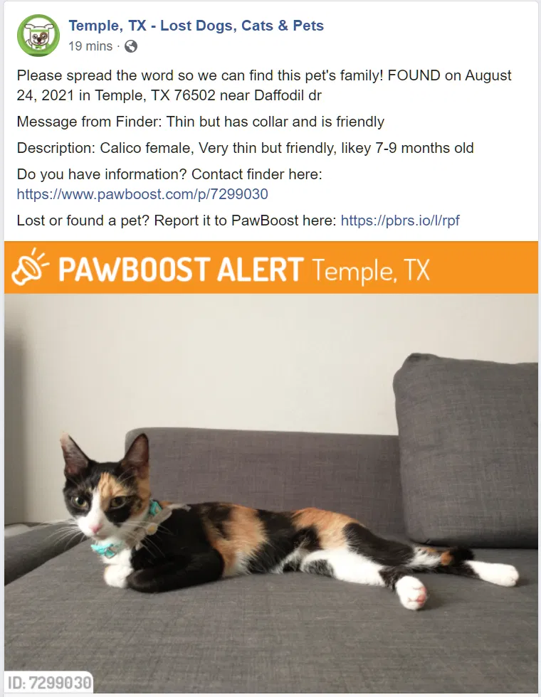 Found cat in Temple, TX, 76502