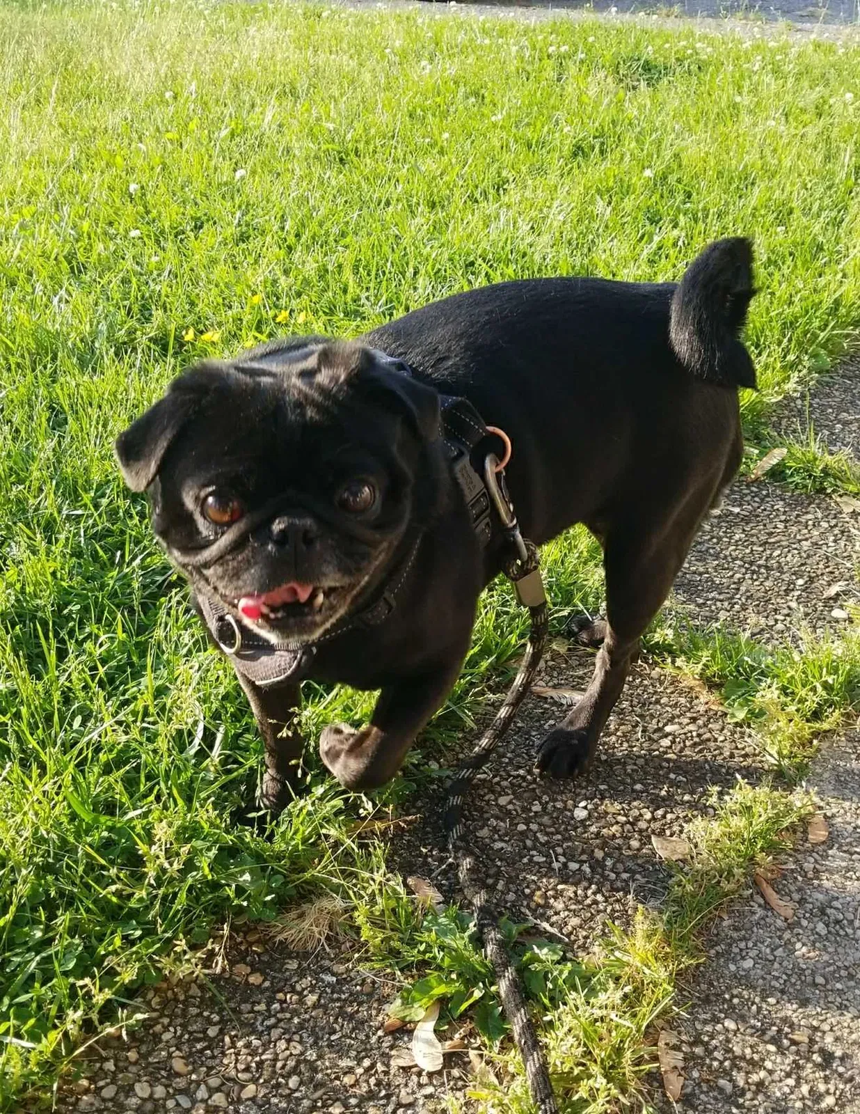 Lost dog in Bryans Road, MD, 20616