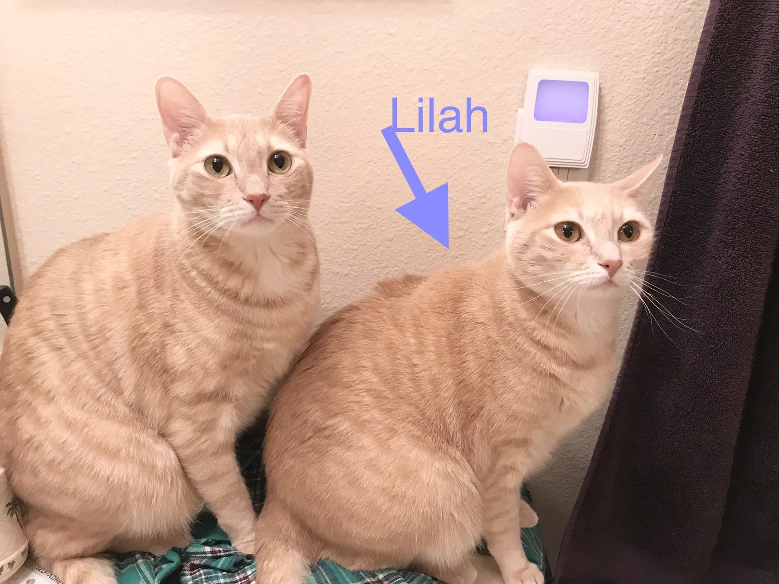 Lost cat in Orlando, FL, 32825