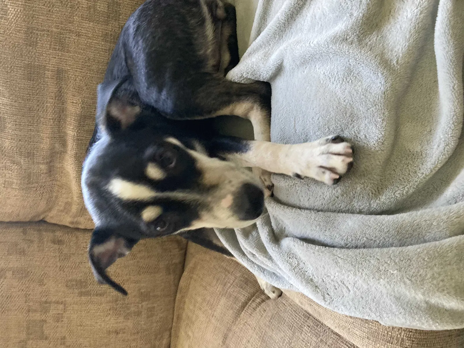 Found dog in Clarksville, TX, 75426