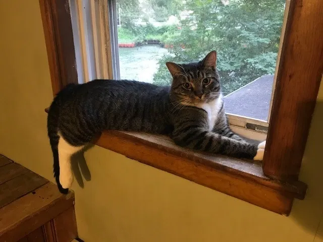 Lost cat in Point Pleasant Beach, NJ, 8742
