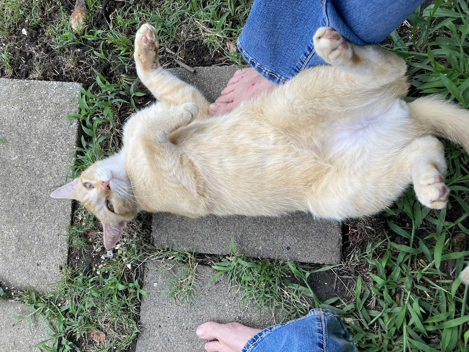 Lost cat in Tulsa, OK, 74129