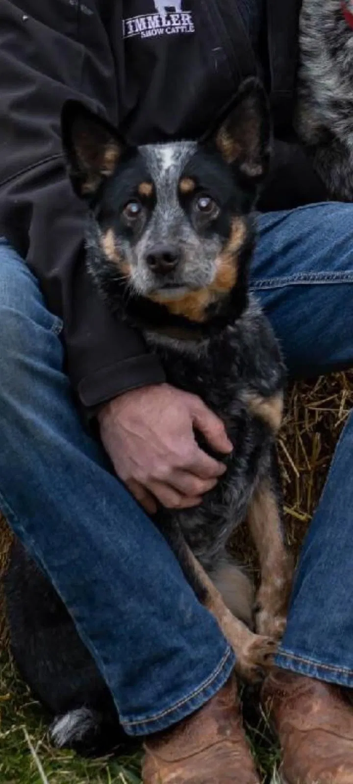 Lost dog in Kiel, WI, 53042