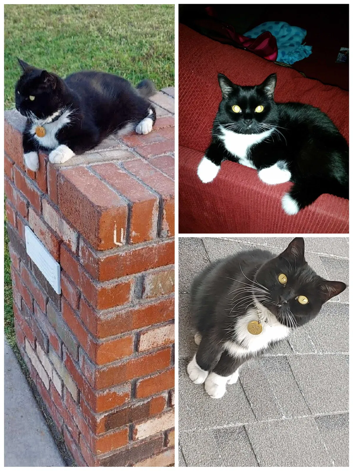 Lost cat in Scottsdale, AZ, 85257