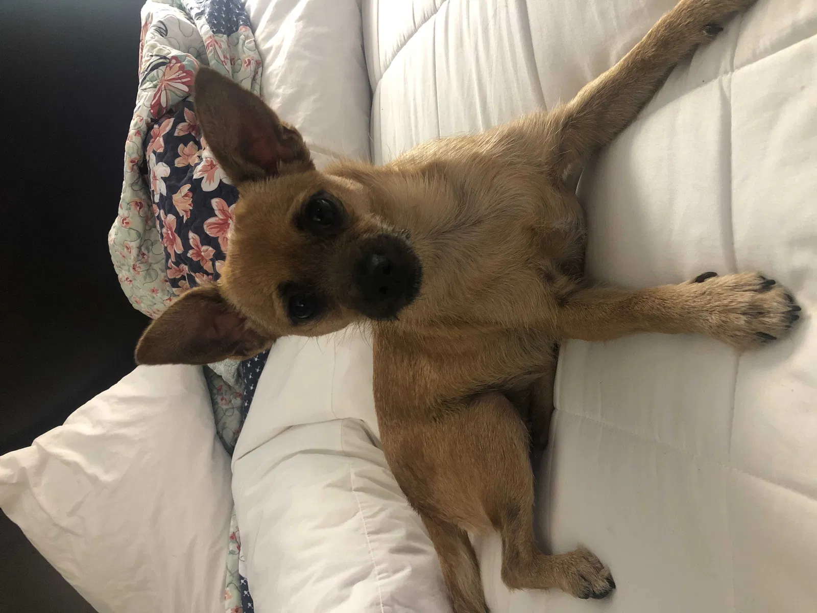 Lost dog in Okemah, OK, 74859