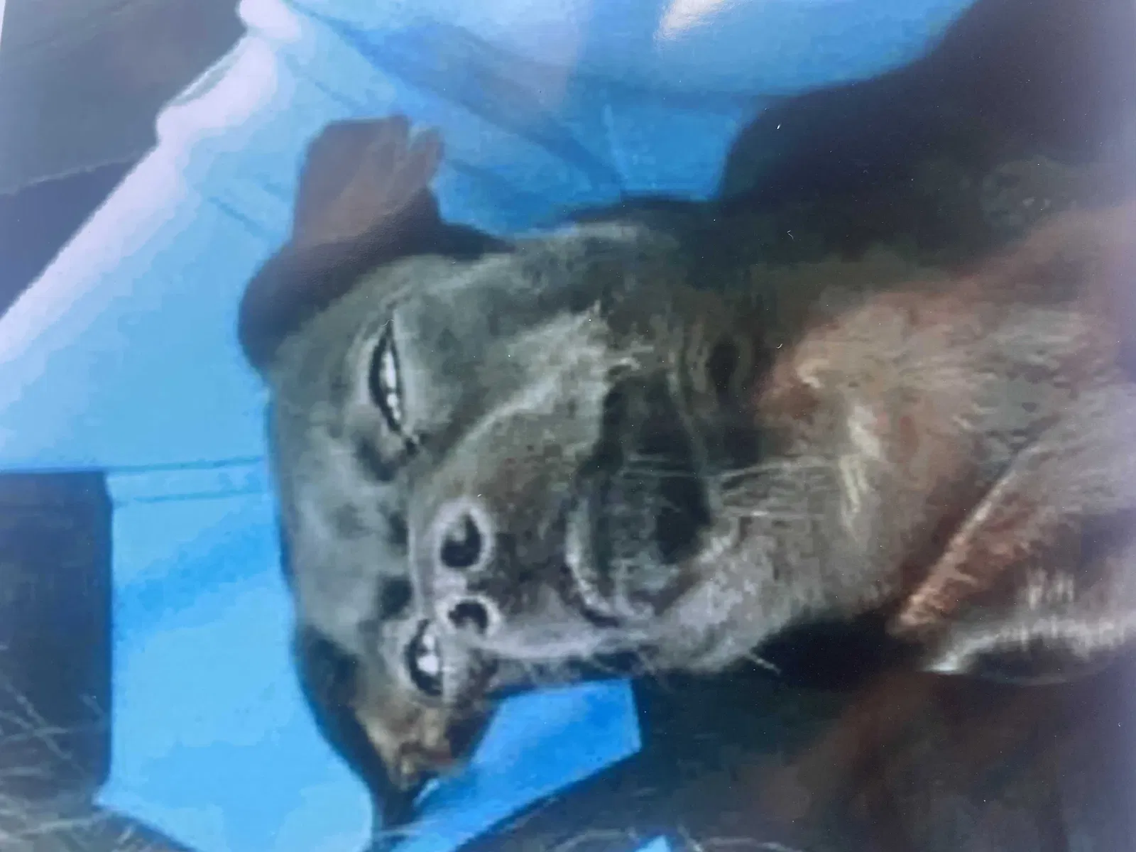 Lost dog in Hinckley, MN, 55037