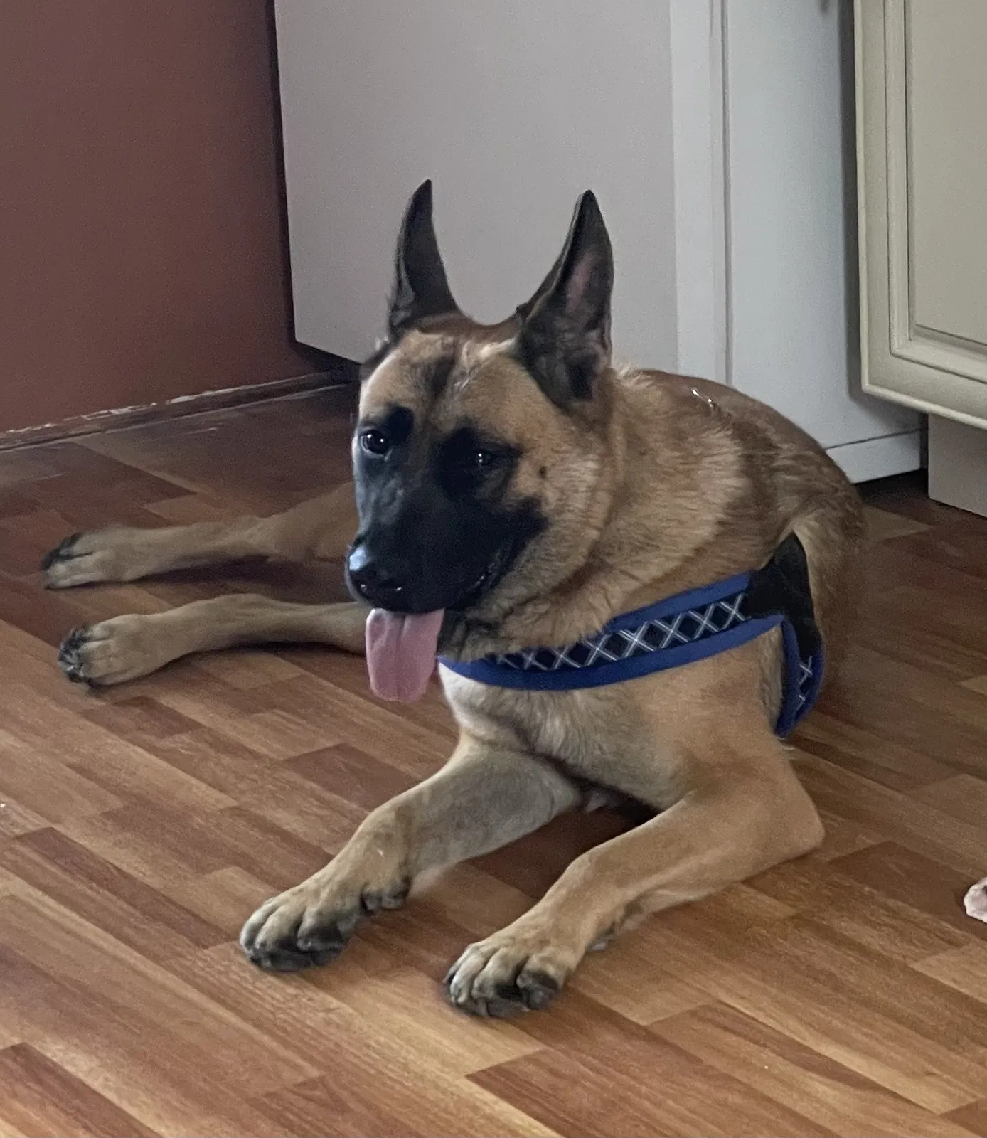 Found dog in Ridgewood, NY, 11385