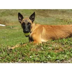 Lost dog in Anchorage, AK, 99503