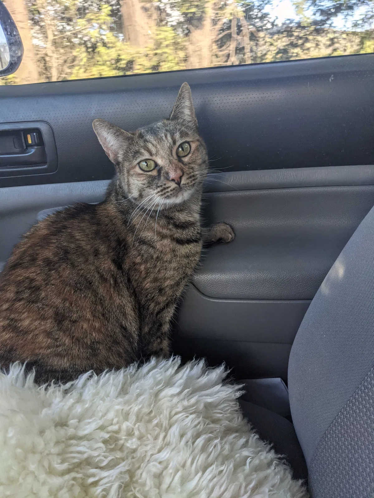 Lost cat in Portland, OR, 97225