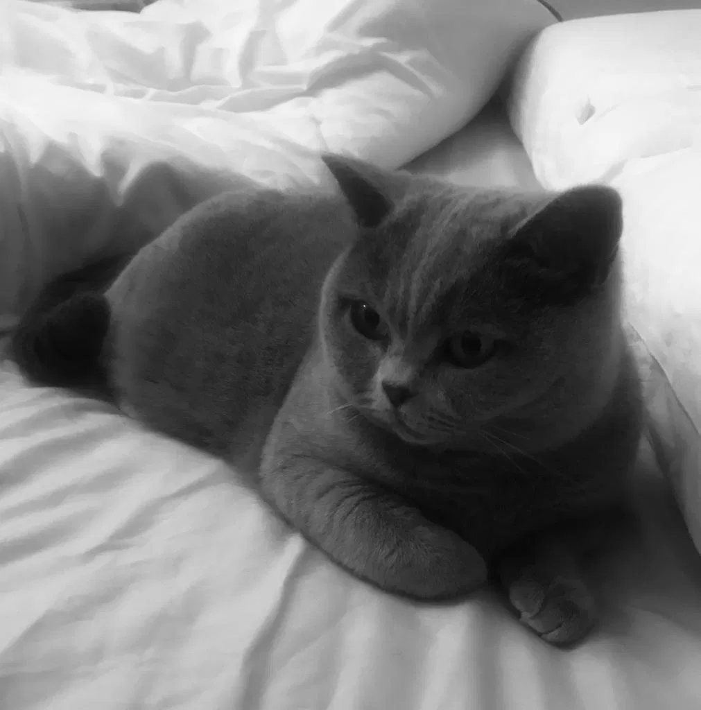 Lost cat in Unknown, MS, 0