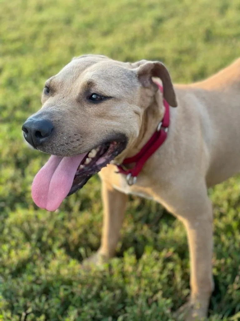 Lost dog in Mc Louth, KS, 66054