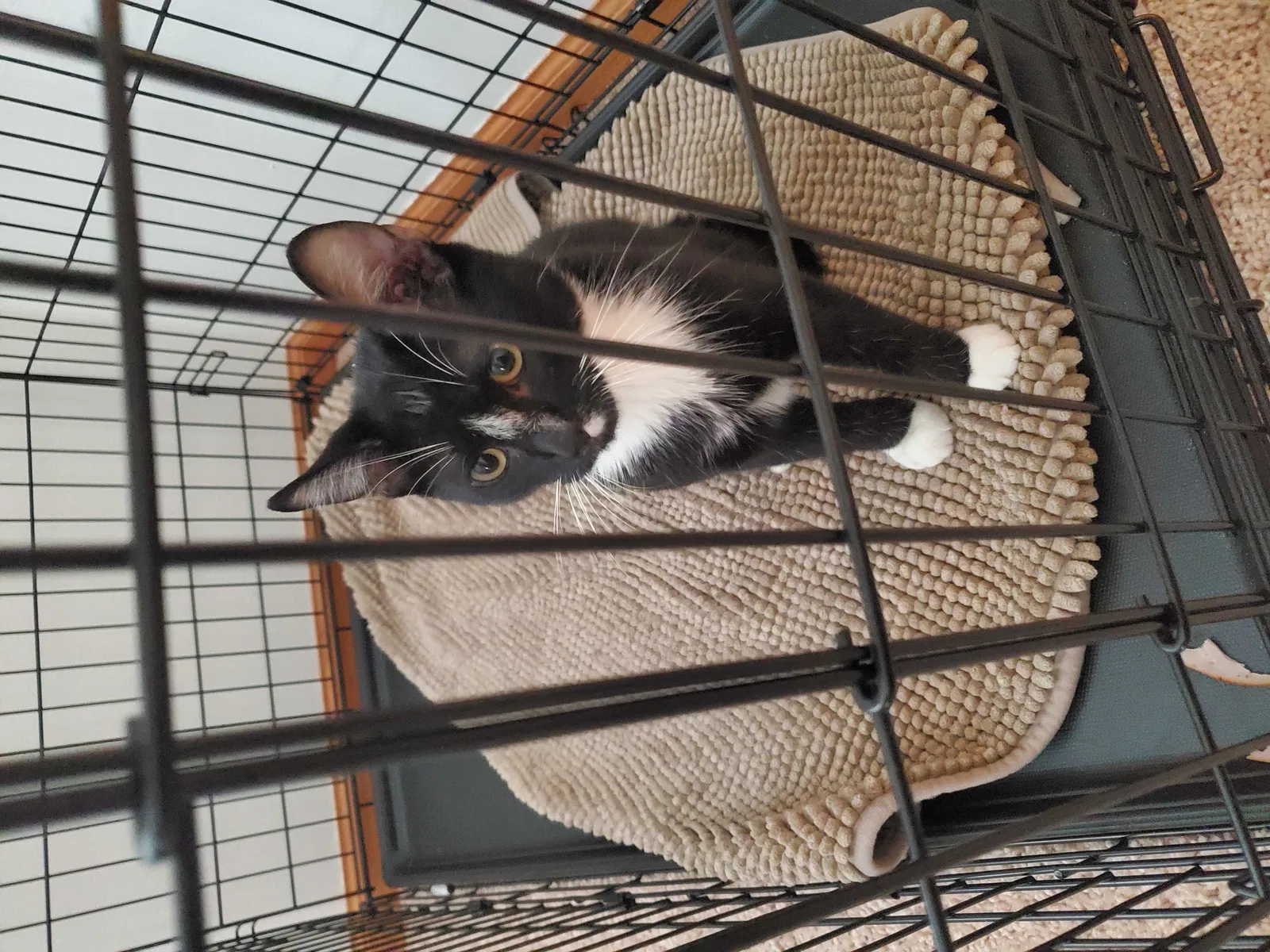 Found cat in Minneapolis, MN, 55443