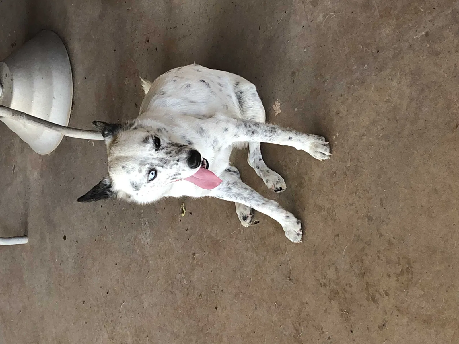 Found dog in Decatur, TX, 76234