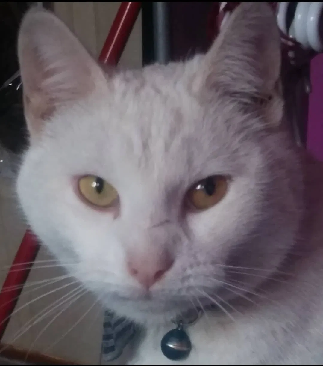 Lost cat in Boardman, OR, 97818