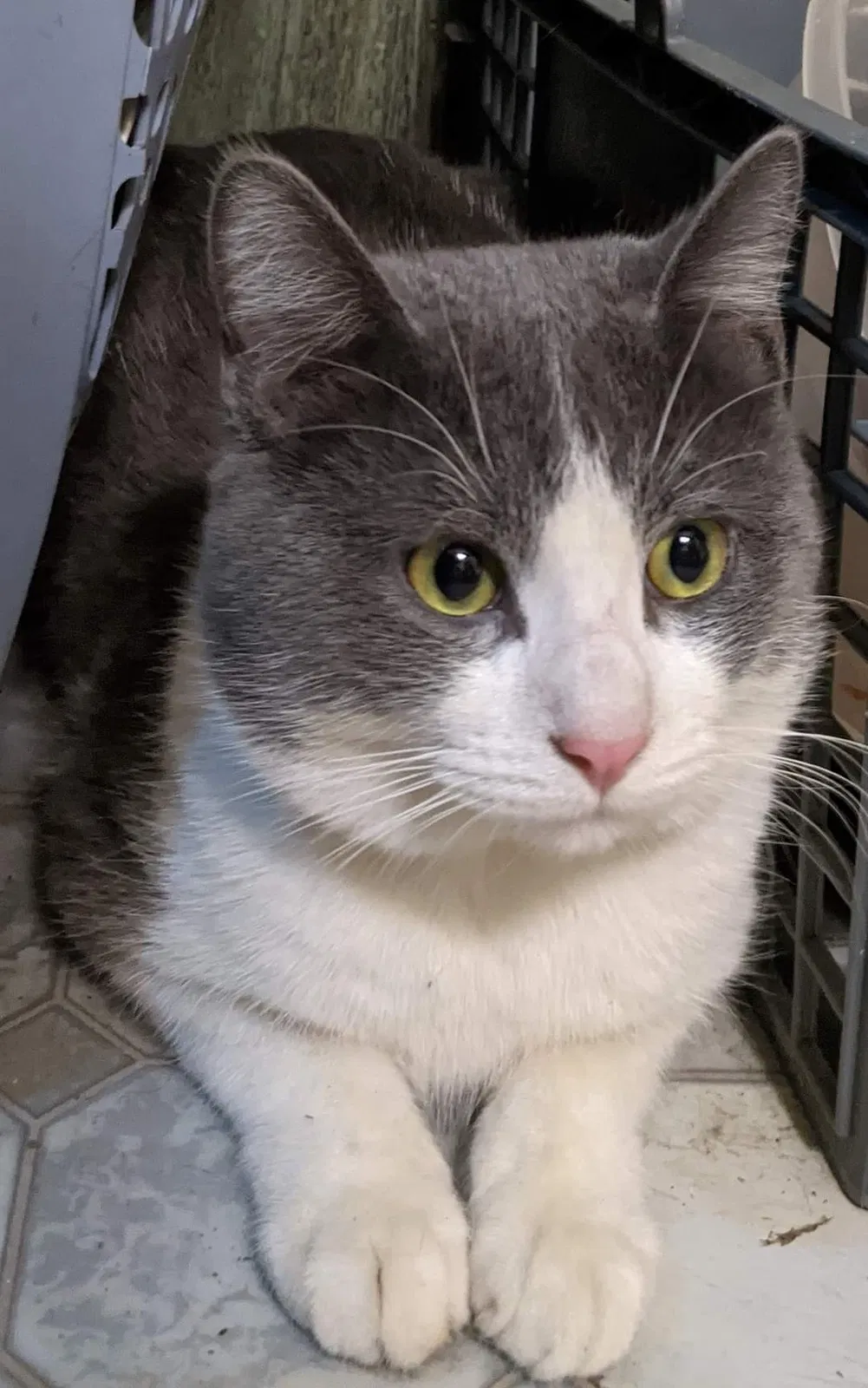 Lost cat in Des Moines, IA, 50320