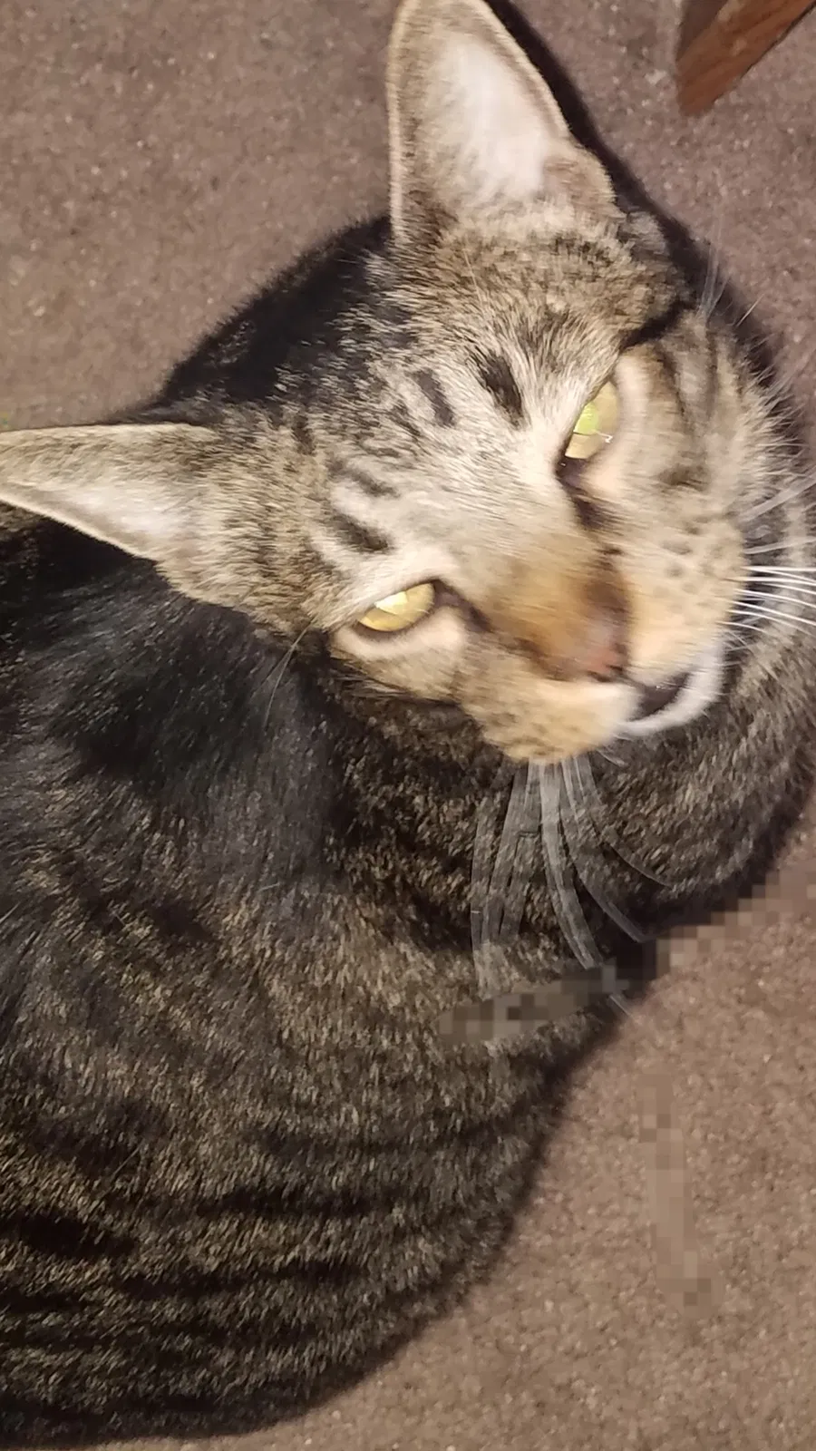 Found cat in Hemet, CA, 92545