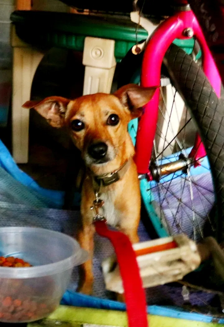 Found dog in Orlando, FL, 32810