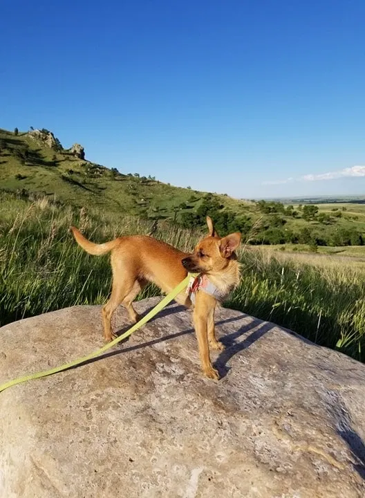 Lost dog in Okemah, OK, 74859