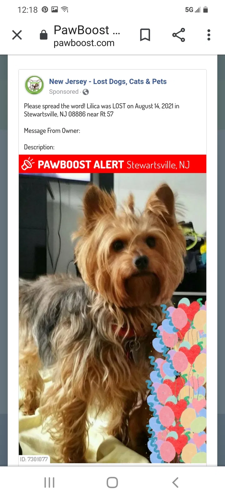 Lost dog in Stewartsville, NJ, 8886