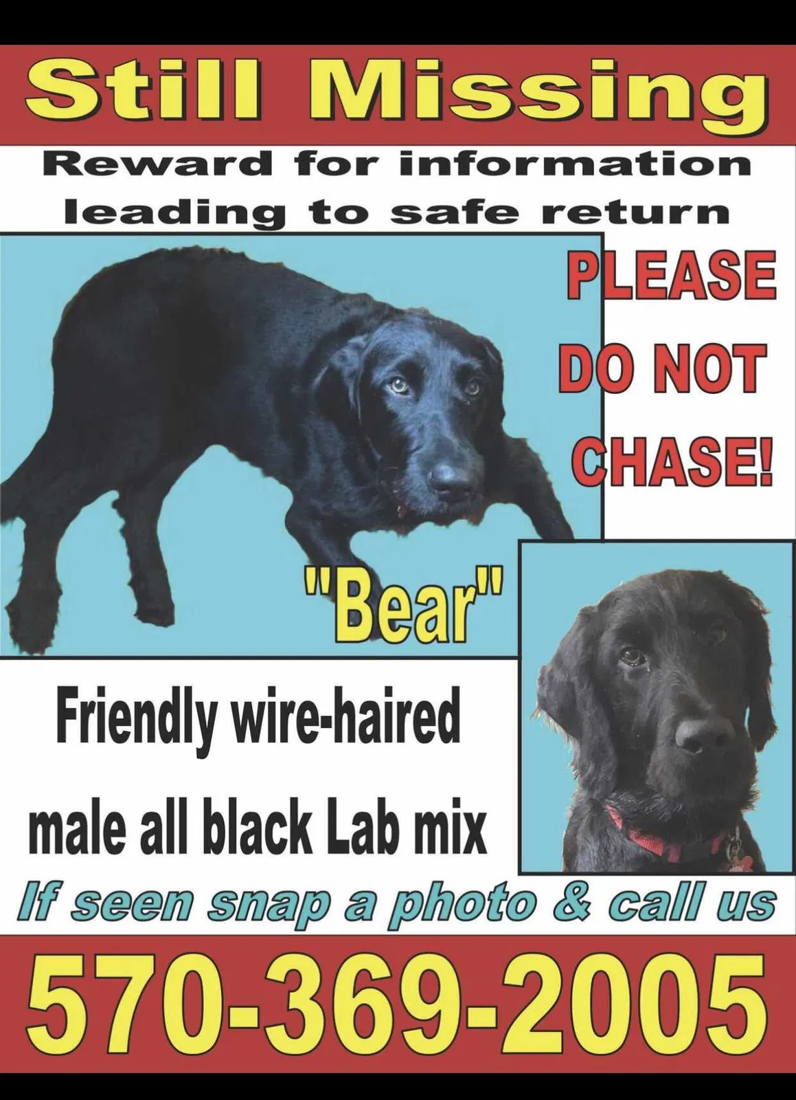 Lost dog in Basking Ridge, NJ, 7920