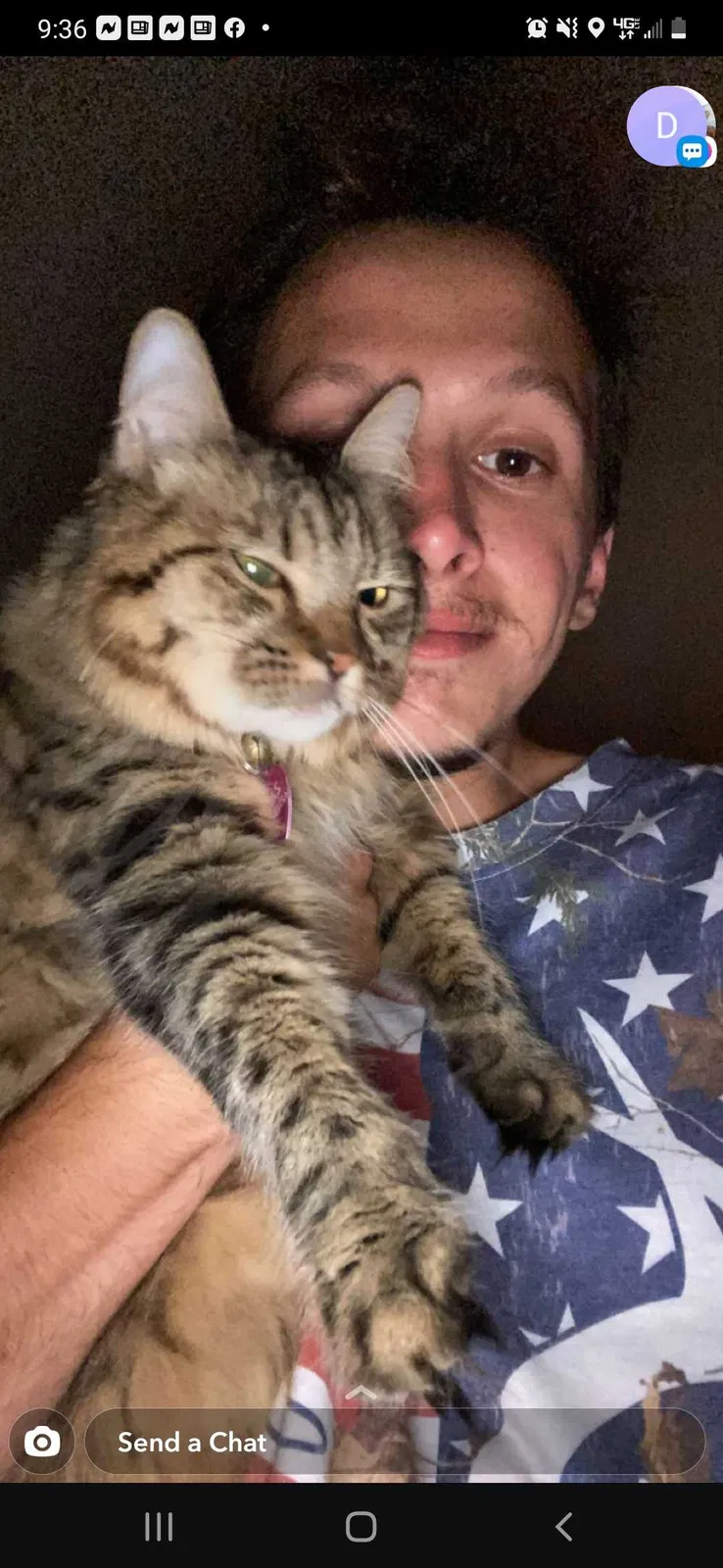Lost cat in Oceanside, CA, 92057
