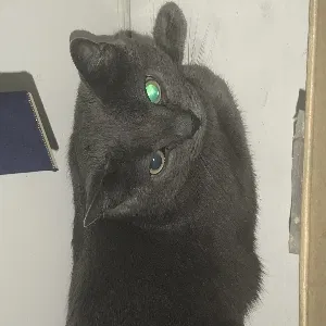 Lost cat in Norcross, GA, 30003