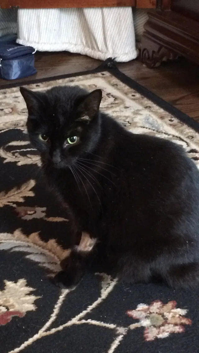 Lost cat in Tulsa, OK, 74145