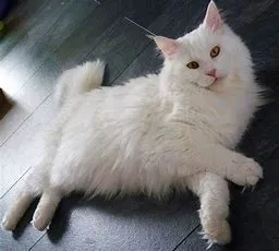 Lost cat in Ladys Island, SC, 29907