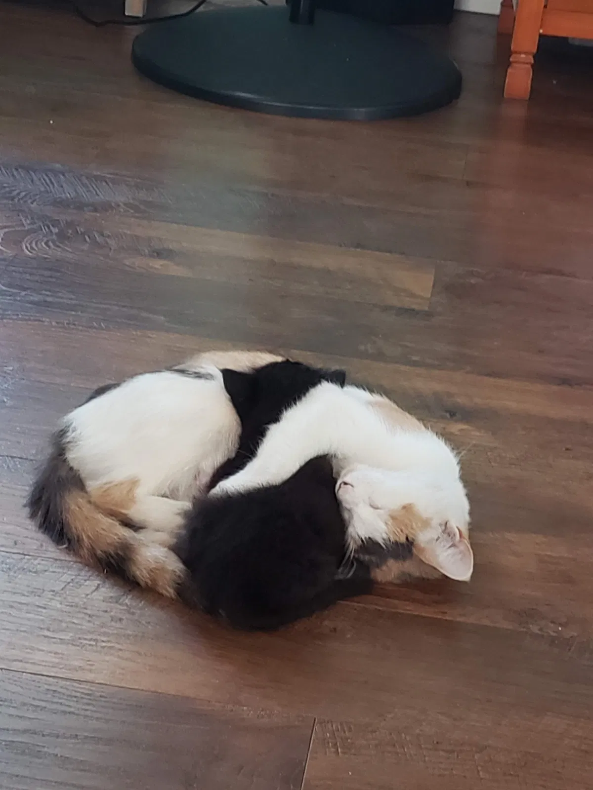 Lost cat in Stayton, OR, 97383
