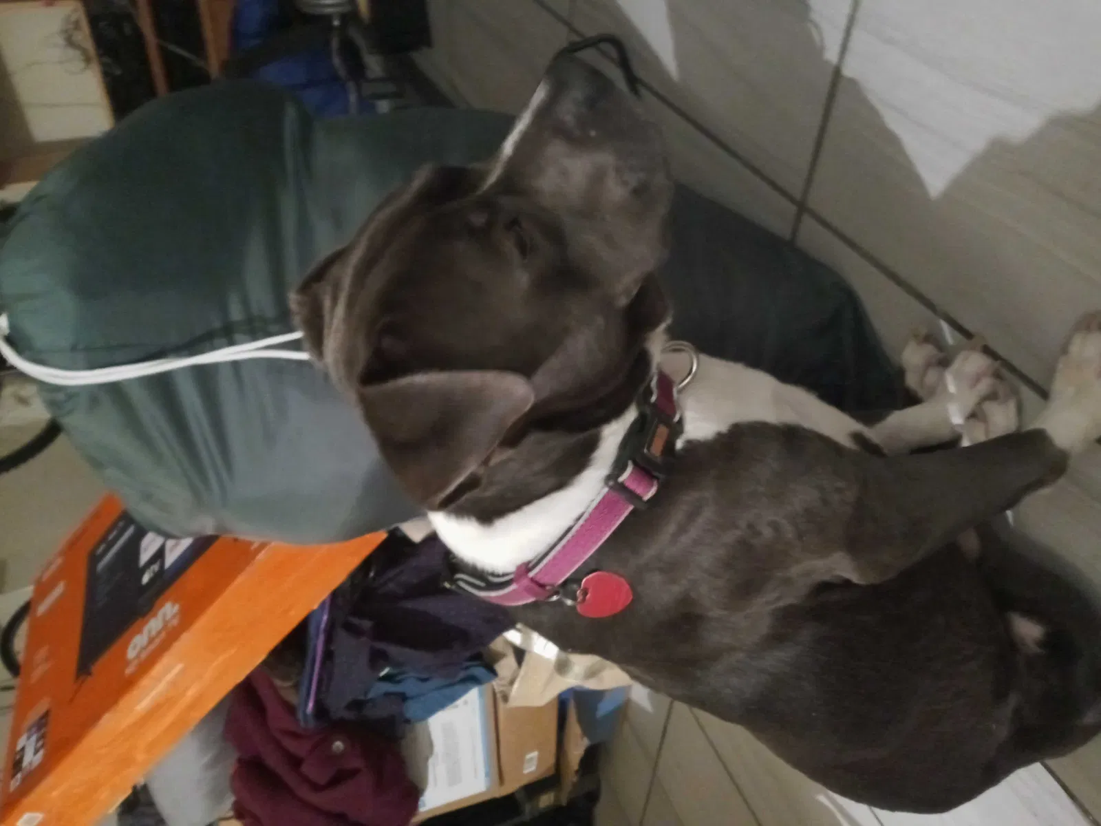 Found dog in Tulsa, OK, 74114