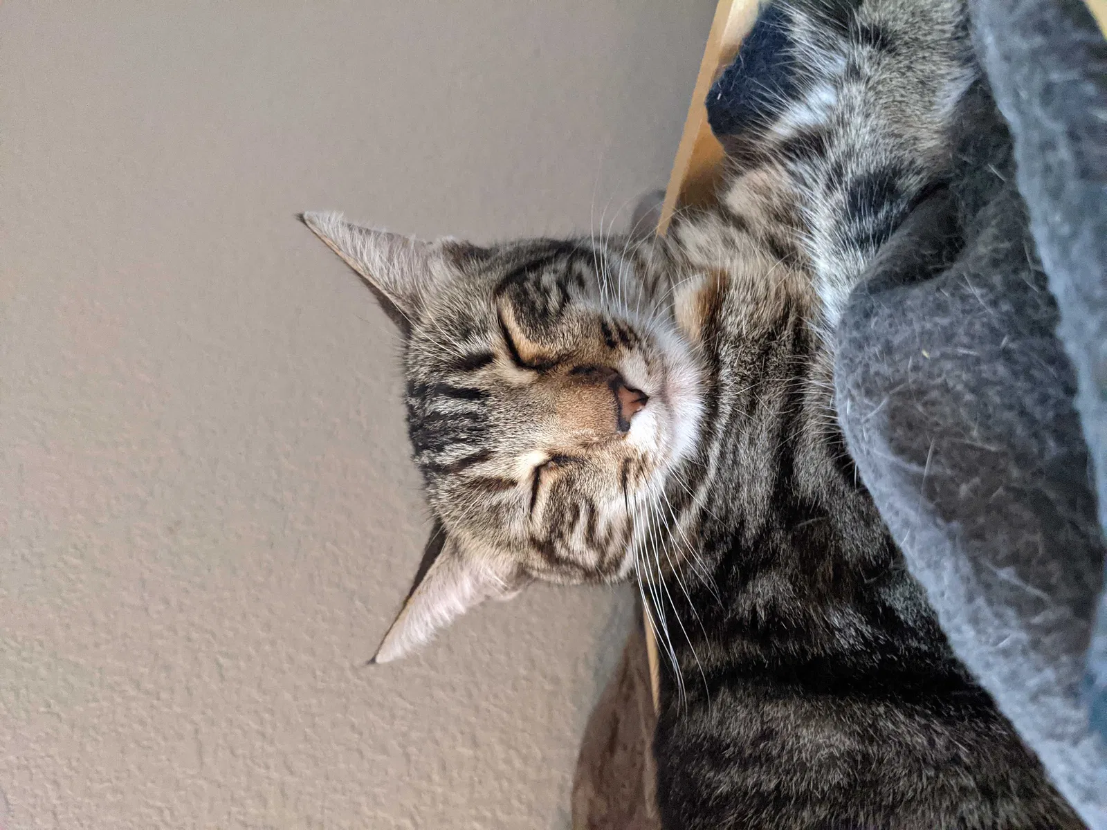 Lost cat in Roseville, CA, 95678